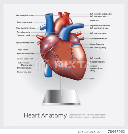 Heart Anatomy Vector Illustration 78447962