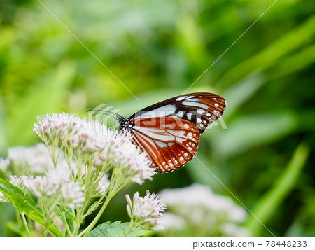 Asagi madara sucking honey from Fujikama Asagi madara sucking honey from Fujikama 78448233