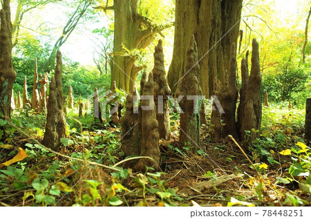 Bald cypress roots, a mysterious sight 78448251