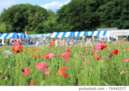 Poppy Happy Square Konosu Flower Festival Konosu City, Saitama Prefecture 78448257
