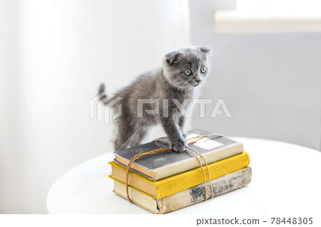 Lovely grey scotish kitten sitting on the pile of books in the living room 78448305