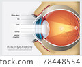 Human Eye Anatomy Vector Illustration 78448554