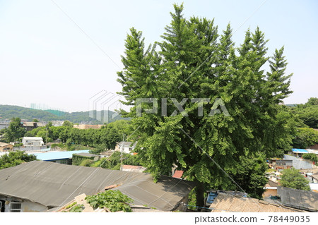 Jeongneunggol. Alley. Gate. Flowerpot. Seongbuk-gu Jeongneunggol. Alley. Gate. Flowerpot. Seongbuk-gu 78449035