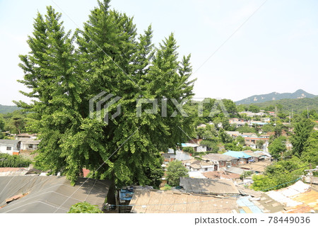 正陵谷,胡同,大門,花,城北區 正陵谷,胡同,大門,花,城北區 78449036