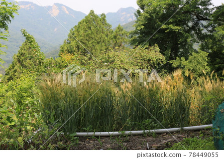 Jeongneunggol. Alley. Gate. Flowerpot. Seongbuk-gu Jeongneunggol. Alley. Gate. Flowerpot. Seongbuk-gu 78449055