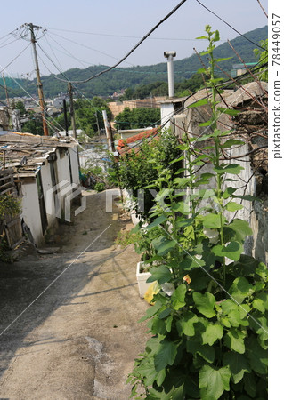 Jeongneunggol. Alley. Gate. Flowerpot. Seongbuk-gu Jeongneunggol. Alley. Gate. Flowerpot. Seongbuk-gu 78449057