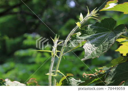 正陵谷,胡同,大門,花,城北區 正陵谷,胡同,大門,花,城北區 78449059