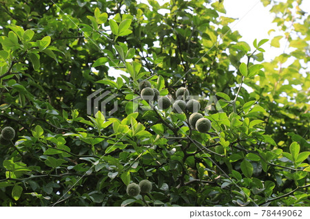 正陵谷,胡同,大門,花,城北區 正陵谷,胡同,大門,花,城北區 78449062