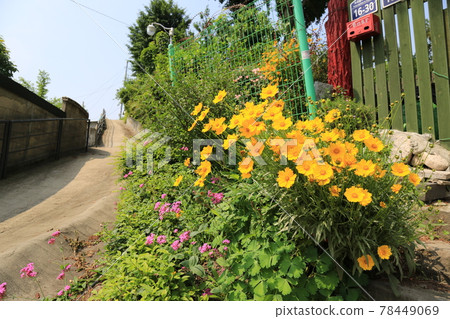 正陵谷,胡同,大門,花,城北區 正陵谷,胡同,大門,花,城北區 78449069