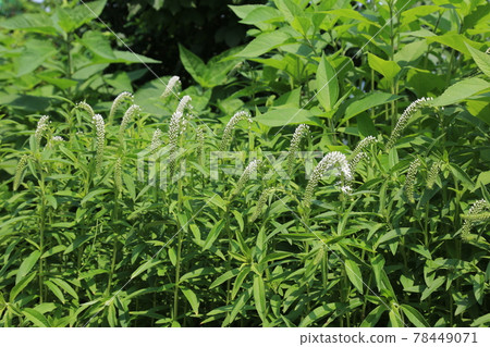 正陵谷,胡同,大門,花,城北區 正陵谷,胡同,大門,花,城北區 78449071