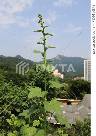 正陵谷，胡同，大門，花，城北區 78449072