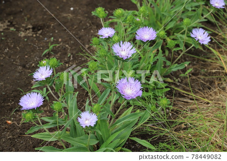 Purple flowers of Stokesia blooming in the spring garden Purple flowers of Stokesia blooming in the spring garden 78449082