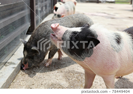 pig pig 78449404