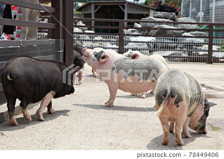 pig pig 78449406