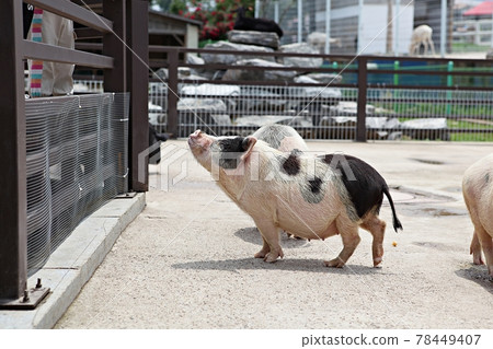 pig pig 78449407