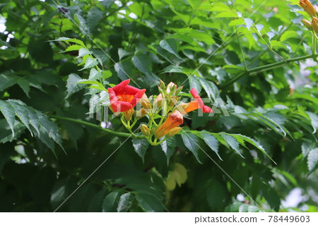 Vermilion flowers of Chinese trumpet vine blooming in the park in early summer 78449603