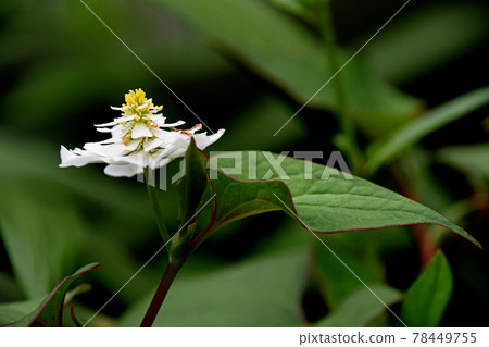 Eight dokudami 78449755