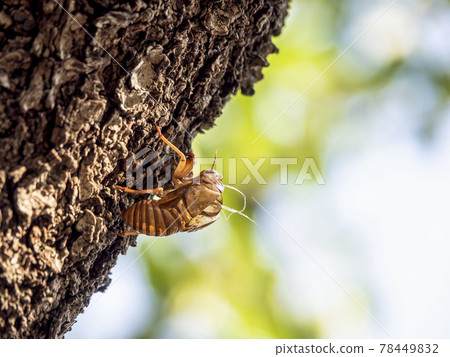 Cicada shell 78449832