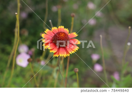 Red flowers of blanket blooming in the spring garden 78449840