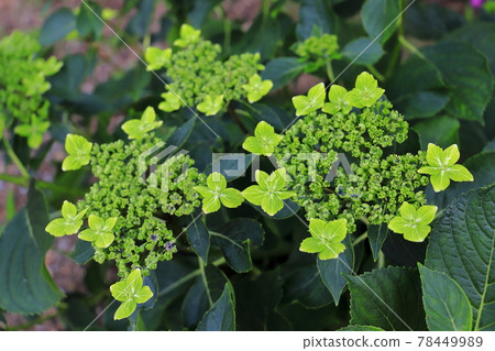 hydrangea hydrangea 78449989
