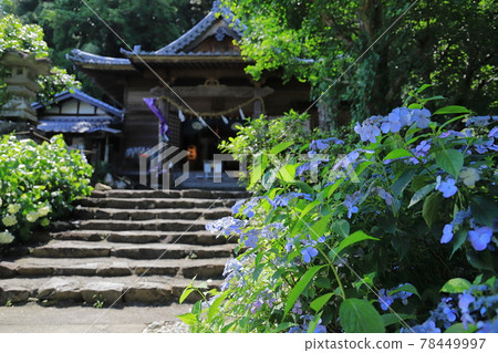 Hydrangea shrine Hydrangea shrine 78449997