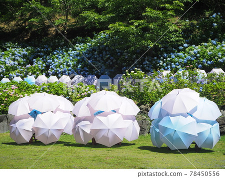 Shizuoka Prefecture Hydrangea and Umbrella Art Hattasan June Shizuoka Prefecture Hydrangea and Umbrella Art Hattasan June 78450556