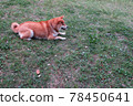 Shiba Inu lying down on the lawn 78450641