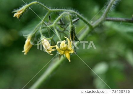 Tomato flowers Tomato flowers 78450726