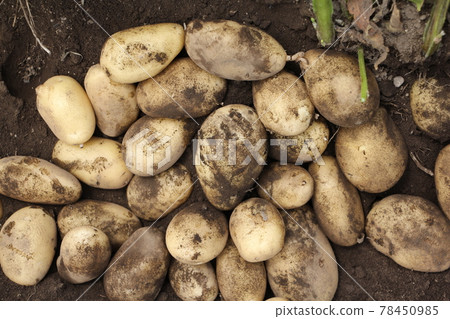 New Jaga Harvest (Make-in) 78450985