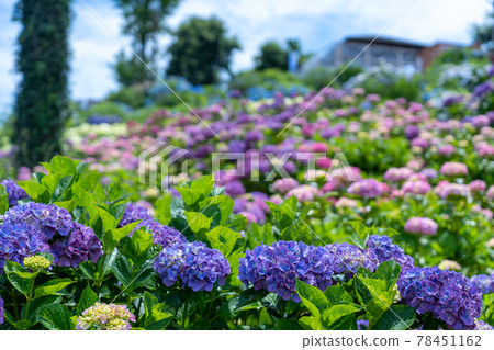 三重縣津市風早之裡繡球花節及周邊景色 三重縣津市風早之裡繡球花節及周邊景色 78451162