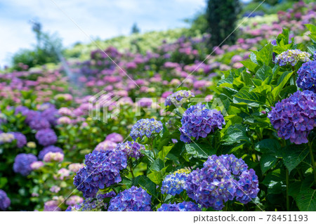 三重縣津市風早之裡繡球花節及周邊景色 78451193