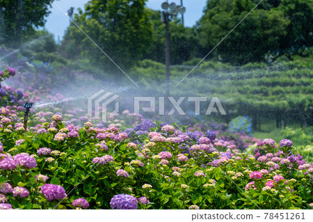 Tsu City, Mie Prefecture Kazahaya no Sato Hydrangea Festival and surrounding scenery Tsu City, Mie Prefecture Kazahaya no Sato Hydrangea Festival and surrounding scenery 78451261
