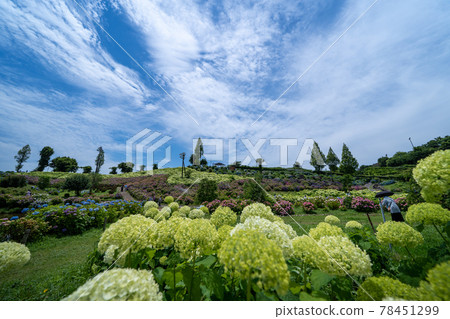 Tsu City, Mie Prefecture Kazahaya no Sato Hydrangea Festival and surrounding scenery 78451299