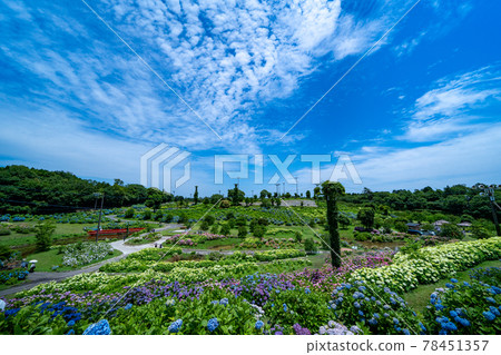 三重縣津市風早之裡繡球花節及周邊景色 78451357