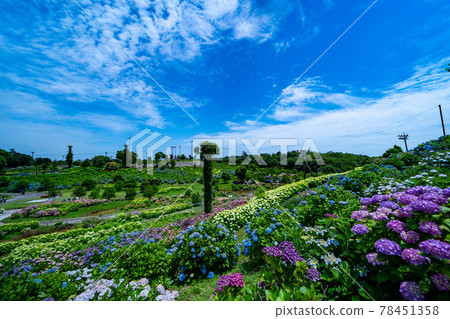 三重縣津市風早之裡繡球花節及周邊景色 78451358