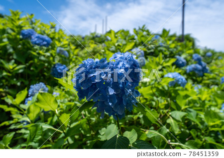 三重縣津市風早之裡繡球花節及周邊景色 78451359