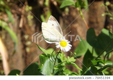 Cabbage white butterfly sucking the nectar of halzion Cabbage white butterfly sucking the nectar of halzion 78451394