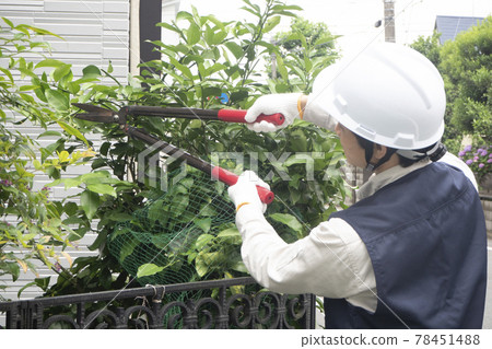 Man pruning garden trees Man pruning garden trees 78451488