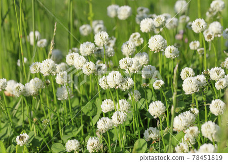 White clover blooming in the spring field White clover blooming in the spring field 78451819