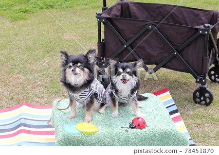 Smiley friend Chihuahua picnic dog 78451870