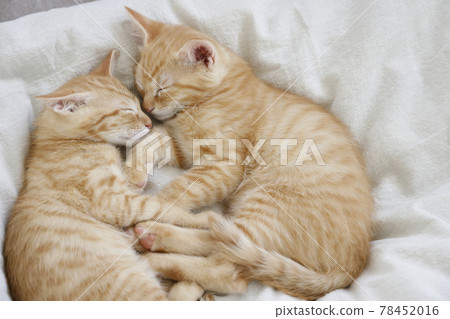 Everyday scenery of cat parents and children Everyday scenery of cat parents and children 78452016