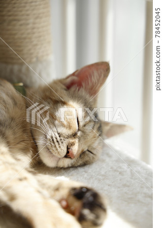 貓父母和孩子的日常風景 貓父母和孩子的日常風景 78452045