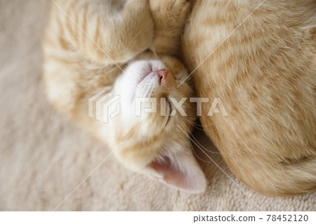 Everyday scenery of cat parents and children Everyday scenery of cat parents and children 78452120