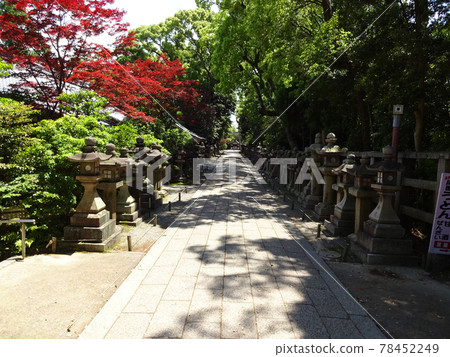 Iwashimizu Hachimangu, a group of stone lanterns on the approach to the Senate Iwashimizu Hachimangu, a group of stone lanterns on the approach to the Senate 78452249