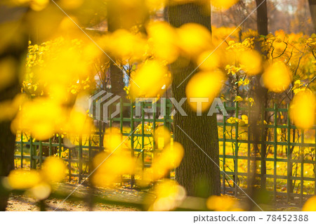 Yellow autumn foliage and trees in the park Yellow autumn foliage and trees in the park 78452388
