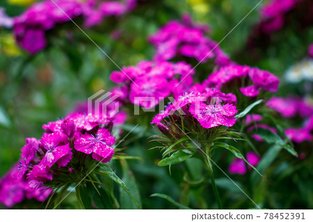 Beautiful flowers Dianthus barbatus (sweet William) 78452391