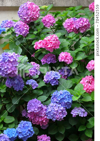 Colorful hydrangea Colorful hydrangea 78452559