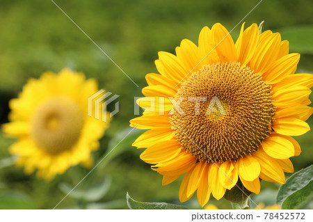 Summer begins when sunflower flowers bloom Summer begins when sunflower flowers bloom 78452572