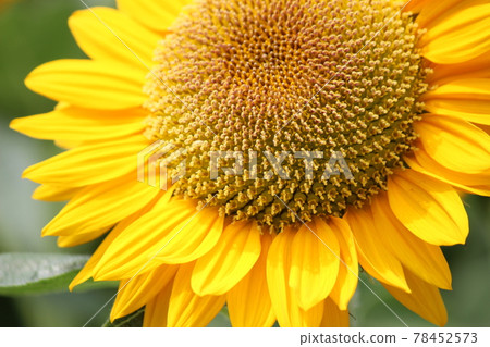 像太陽一樣充滿活力的花朵 像太陽一樣充滿活力的花朵 78452573