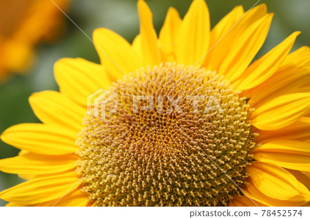 Sunflower tongue-shaped flower that looks like a lion's mane Sunflower tongue-shaped flower that looks like a lion's mane 78452574